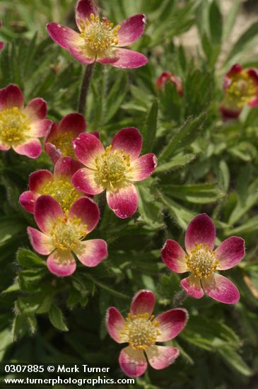 Anemone multifida