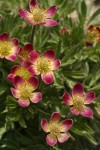 Cut-leaf Anemone blossoms detail (pink form)