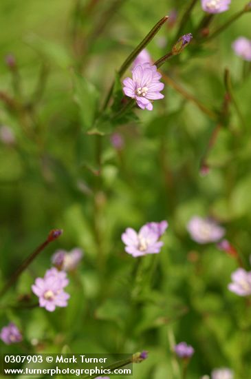 Epilobium anagallidifolium