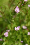 Alpine Willowherb