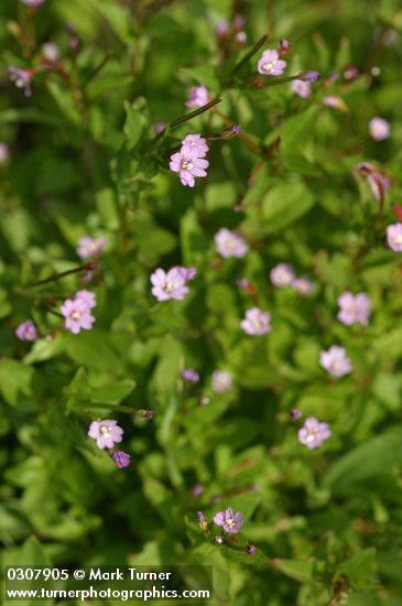 Epilobium anagallidifolium