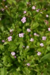 Alpine Willowherb