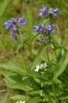 Globe Penstemon