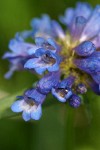 Globe Penstemon blossoms detail