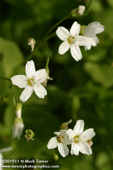 Claytonia cordifolia