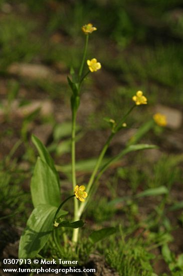 Ranunculus alismifolius var. alismifolius