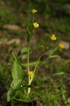 Water Plantain Buttercup