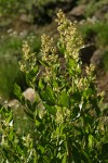 Alpine Knotweed, backlit