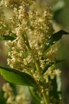 Alpine Knotweed flower panicle detail