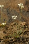 Cusick's Lomatium