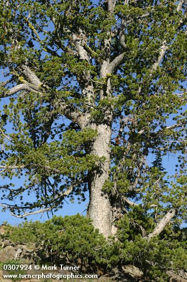 Pinus albicaulis