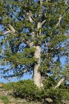 Whitebark Pine