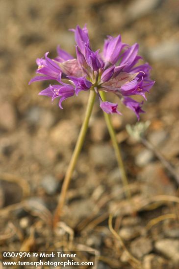 Allium acuminatum