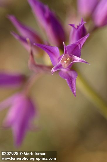 Allium acuminatum