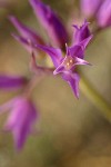 Tapertip Onion blossom extreme detail