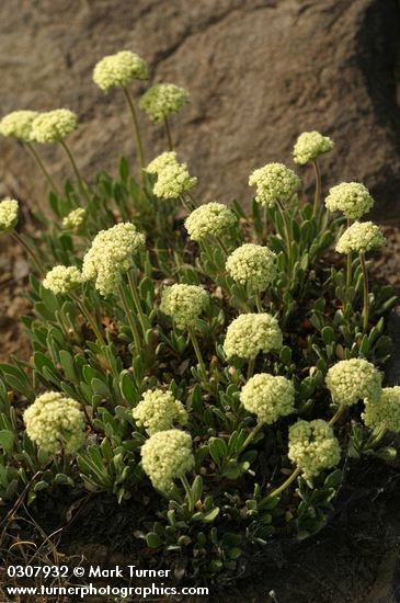 Eriogonum umbellatum var. ellipticum