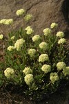 Sulphur-flower Buckwheat