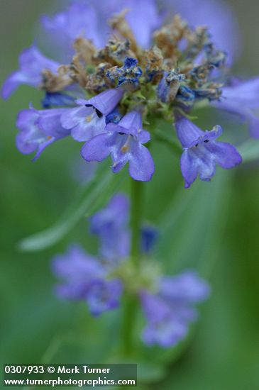 Penstemon globosus