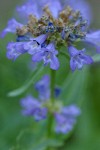 Globe Penstemon blossoms