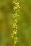 Green-flowered Bog Orchid