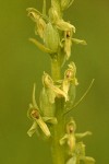 Green-flowered Bog Orchid blossoms detail
