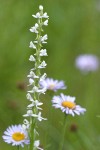 White Bog Orchid w/ Erigeron