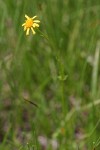 Mountain-marsh Butterweed