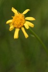 Mountain-marsh Butterweed blossom detail