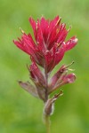 Alpine Paintbrush bracts & blossoms detail