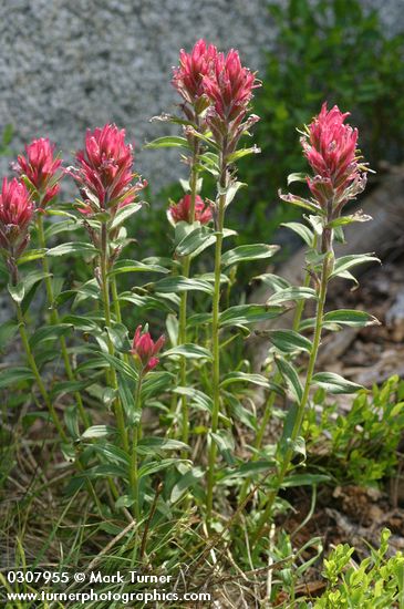 Castilleja rhexifolia