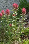 Alpine Paintbrush