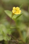 Primrose Monkey Flower