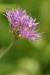 Tall Swamp Onion blossoms detail