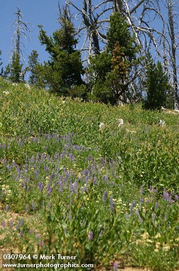 Lupinus sericeus; Polygonum phytolaccifolium; Penstemon attenuatus