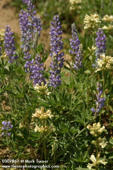 Lupinus sericeus; Penstemon attenuatus