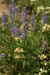 Silky Lupines & Sulphur Penstemons in dry hillside meadow