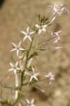 Scarlet Gilia (white form) blossoms