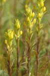 Yellow Owl Clover