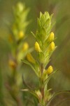 Yellow Owl Clover