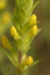 Yellow Owl Clover bracts & blossoms detail