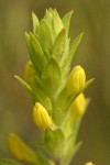 Yellow Owl Clover bracts & blossoms detail