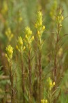 Yellow Owl Clover