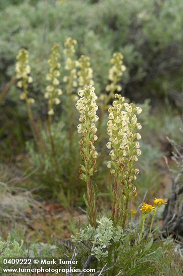 Pedicularis contorta