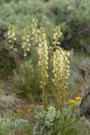 Coiled-beak Lousewort