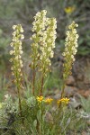 Coiled-beak Lousewort