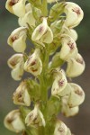 Coiled-beak Lousewort blossoms detail