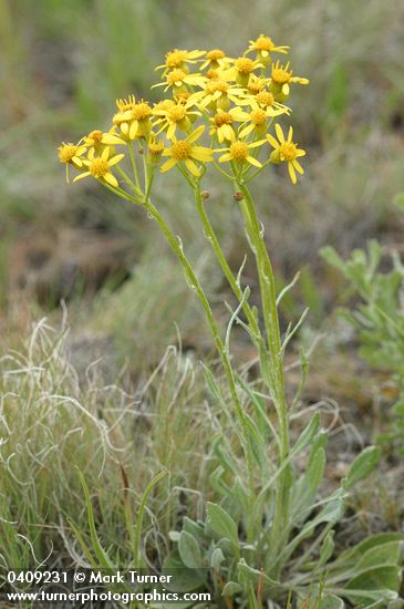 Packera cana (Senecio canus)