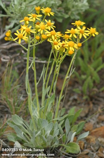 Packera cana (Senecio canus)