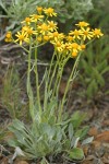 Woolly Butterweed