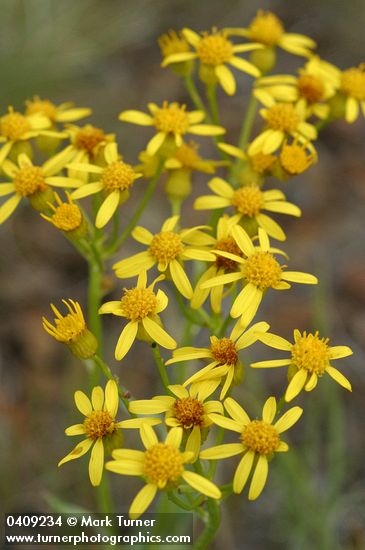 Packera cana (Senecio canus)